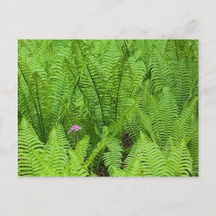 USA, Washington, Seattle, Washington Park Postcard