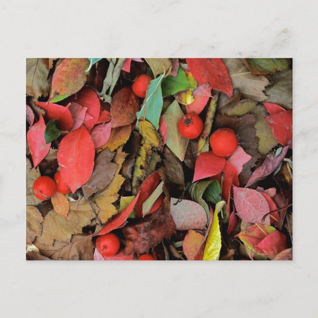 USA, Washington, Spokane Co., Hawthorn Leaves Postcard (Front)