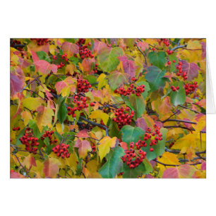 USA, Washington, Spokane County, Hawthorn Leaves 2