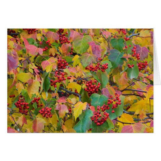 USA, Washington, Spokane County, Hawthorn Leaves 2 (Front Horizontal)