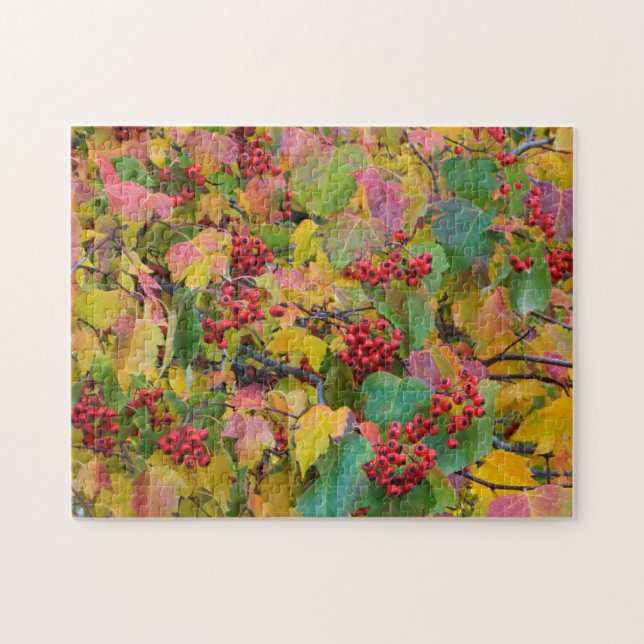 USA, Washington, Spokane County, Hawthorn Leaves 2 Jigsaw Puzzle (Horizontal)