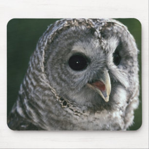 USA, Washington State. Barred Owl (Strix varia) Mouse Pad