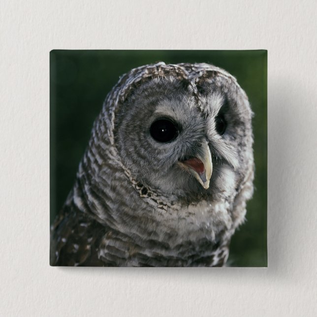 USA, Washington State. Barred Owl (Strix varia) Pinback Button (Front)