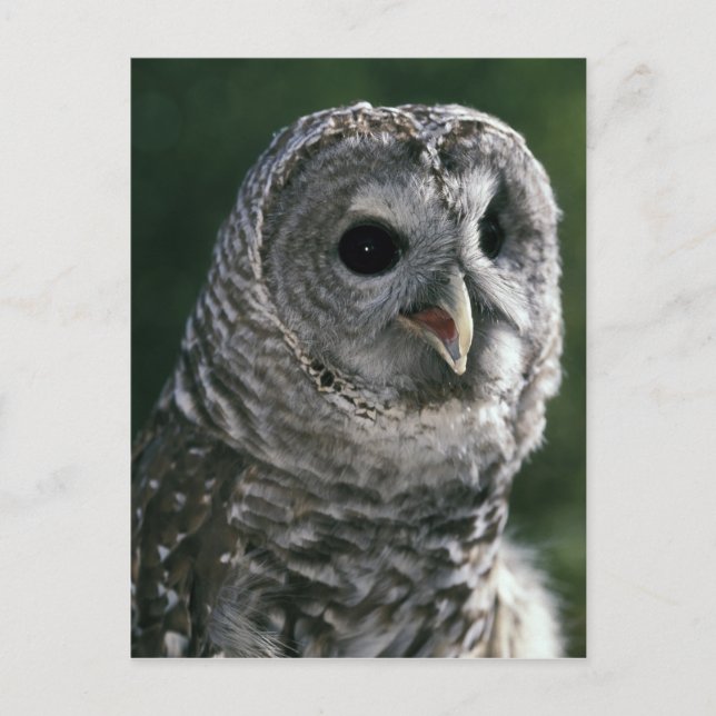 USA, Washington State. Barred Owl (Strix varia) Postcard (Front)