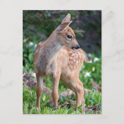 USA Washington State Blacktail Deer Fawn Postcard