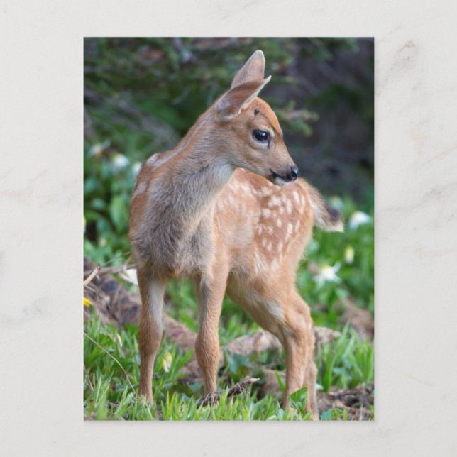 USA, Washington State. Blacktail Deer Fawn Postcard (Front)