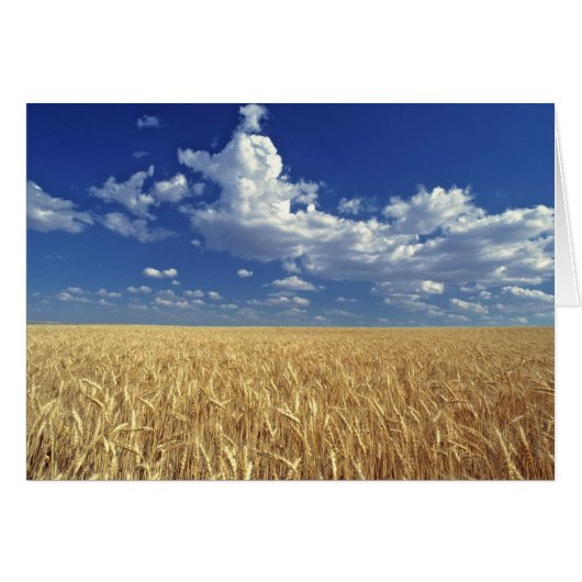 USA, Washington State, Colfax. Ripe wheat Cards (Front Horizontal)