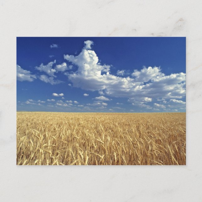 USA, Washington State, Colfax. Ripe wheat Postcard (Front)