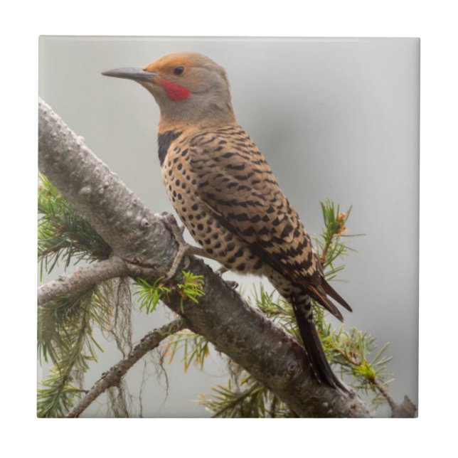 USA, Washington State. Male Northern Flicker 2 Ceramic Tile (Front)