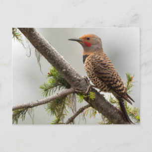 USA, Washington State. Male Northern Flicker 2 Postcard