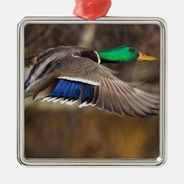 USA, Washington State, Mallard, male, flight. Metal Ornament (Front)