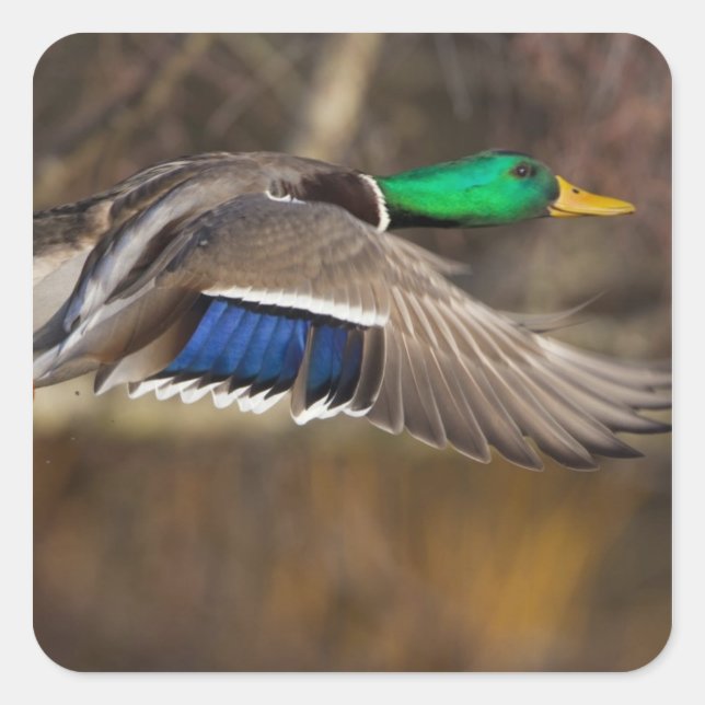 USA, Washington State, Mallard, male, flight. Square Sticker (Front)