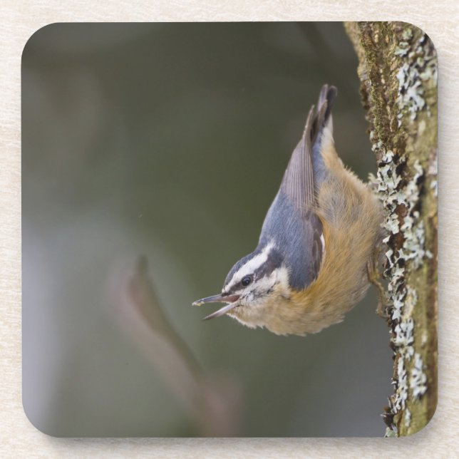USA, Washington State, Red-brested Nuthatch, Beverage Coaster (Front)