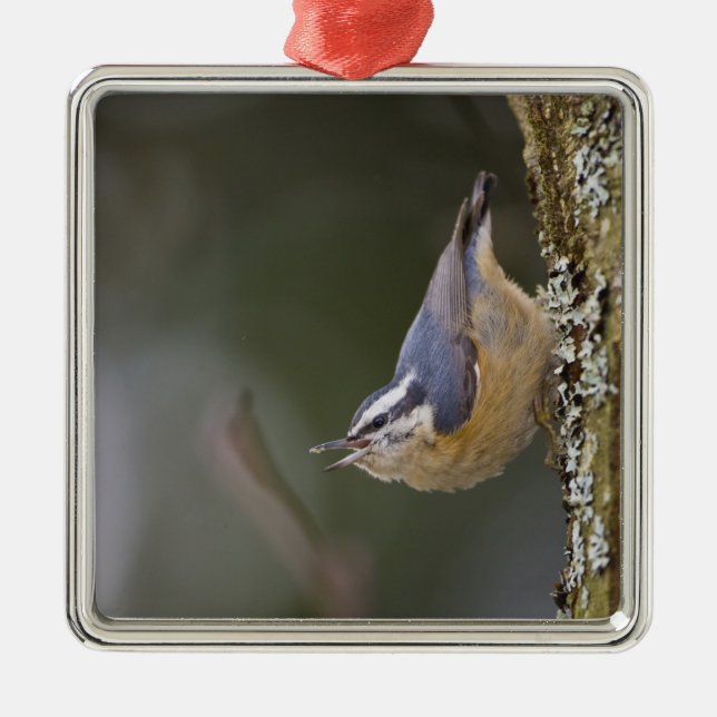USA, Washington State, Red-brested Nuthatch, Metal Ornament (Front)