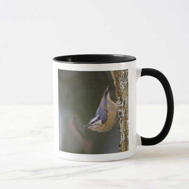 USA, Washington State, Red-brested Nuthatch, Mug (Right)