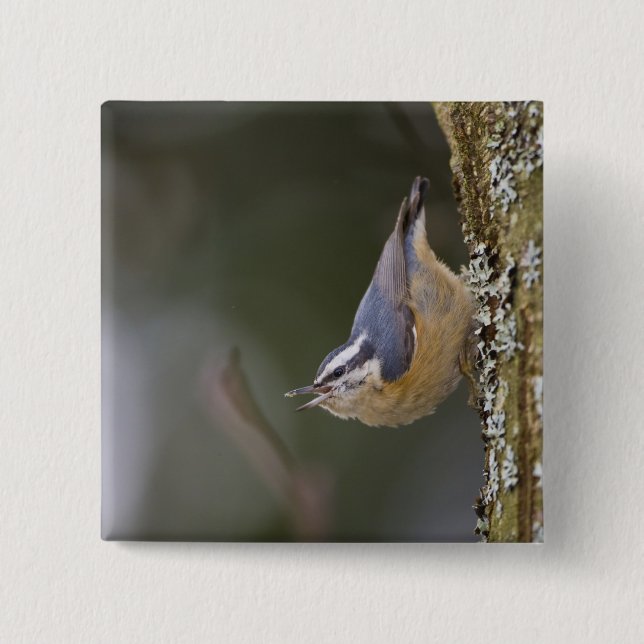 USA, Washington State, Red-brested Nuthatch, Pinback Button (Front)