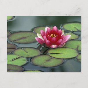 USA, Washington State, Seattle. Water lily and Postcard