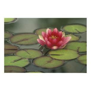 USA, Washington State, Seattle. Water lily and Wood Wall Art