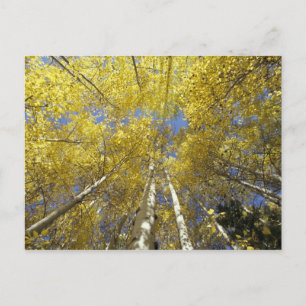 USA, Washington, Stevens Pass Fall-colored aspen Postcard
