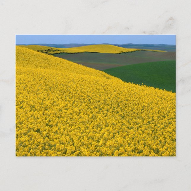 USA, Washington, Whitman County, Palouse, Canola Postcard (Front)