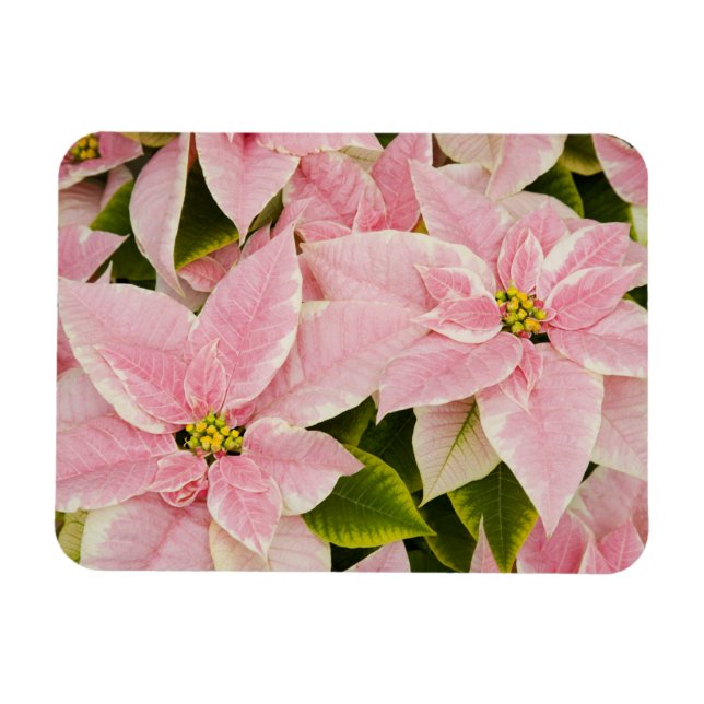USA, Washington, Woodinville, Molbak's Nursery, 4 Magnet (Horizontal)