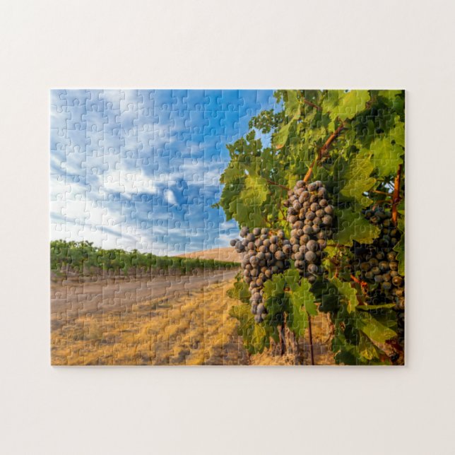 USA, Washington, Yakima Valley. Merlot Grapes Jigsaw Puzzle (Horizontal)