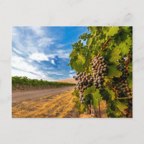USA Washington Yakima Valley Merlot Grapes Postcard