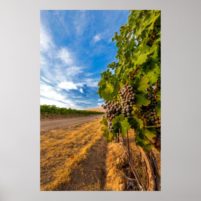 USA, Washington, Yakima Valley. Merlot Grapes Poster (Front)