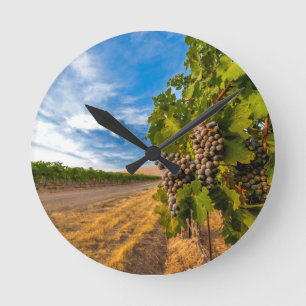 USA, Washington, Yakima Valley. Merlot Grapes Round Clock