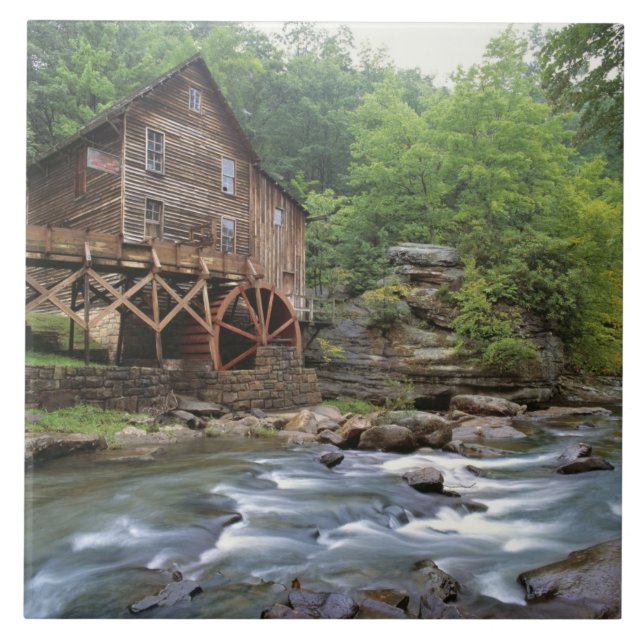 USA, West Virginia, Babcock SP. Rustic Glade Ceramic Tile (Front)