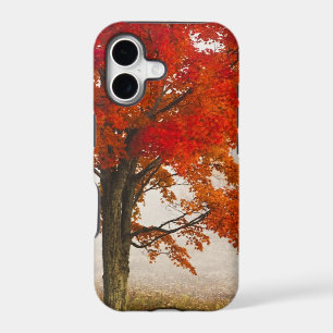 USA, West Virginia, Davis. Red maple in autumn iPhone 17 Case