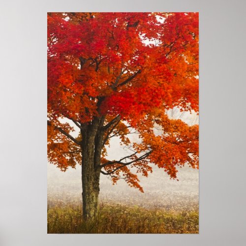 USA West Virginia Davis Red maple in autumn Poster