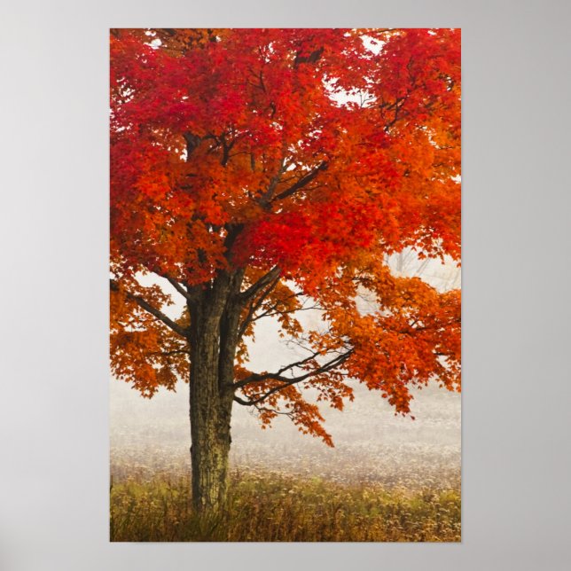 USA, West Virginia, Davis. Red maple in autumn Poster (Front)