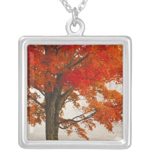 USA, West Virginia, Davis. Red maple in autumn Silver Plated Necklace