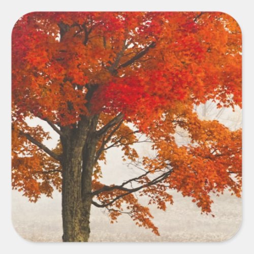 USA West Virginia Davis Red maple in autumn Square Sticker