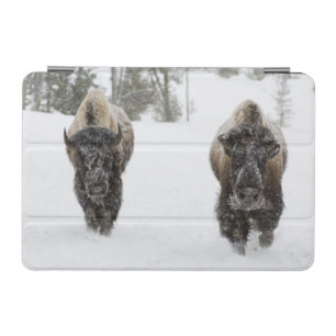 USA, WY, Yellowstone NP, American Bison (Bison iPad Mini Cover