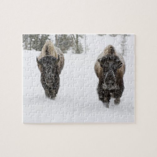 USA WY Yellowstone NP American Bison Bison Jigsaw Puzzle