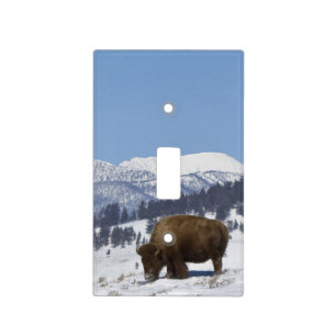 USA, WY, Yellowstone NP, American Bison Bison Light Switch Cover