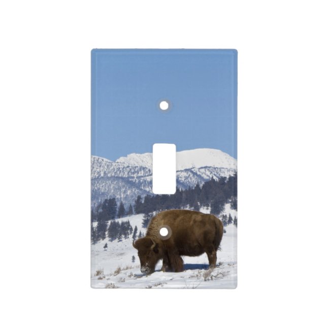 USA, WY, Yellowstone NP, American Bison Bison Light Switch Cover (Front)