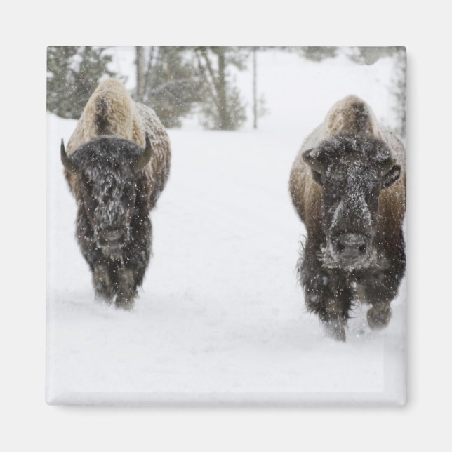 USA, WY, Yellowstone NP, American Bison (Bison Magnet (Front)
