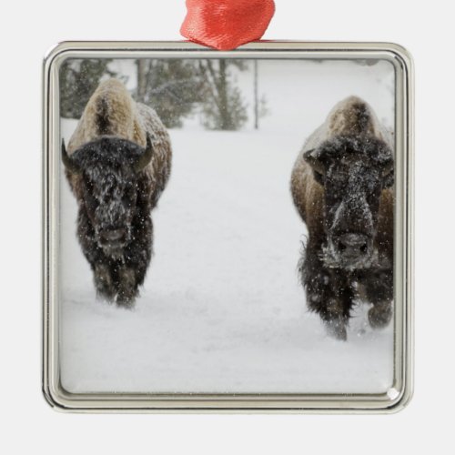 USA WY Yellowstone NP American Bison Bison Metal Ornament