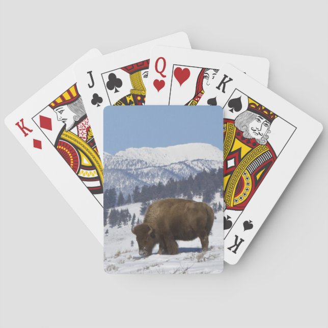 USA, WY, Yellowstone NP, American Bison Bison Poker Cards (Back)