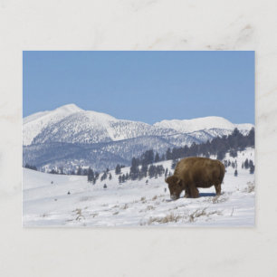 USA, WY, Yellowstone NP, American Bison Bison Postcard