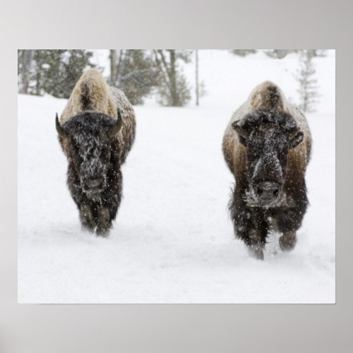 USA WY Yellowstone NP American Bison Bison Poster