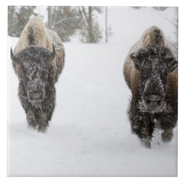 USA, WY, Yellowstone NP, American Bison (Bison Tile (Front)