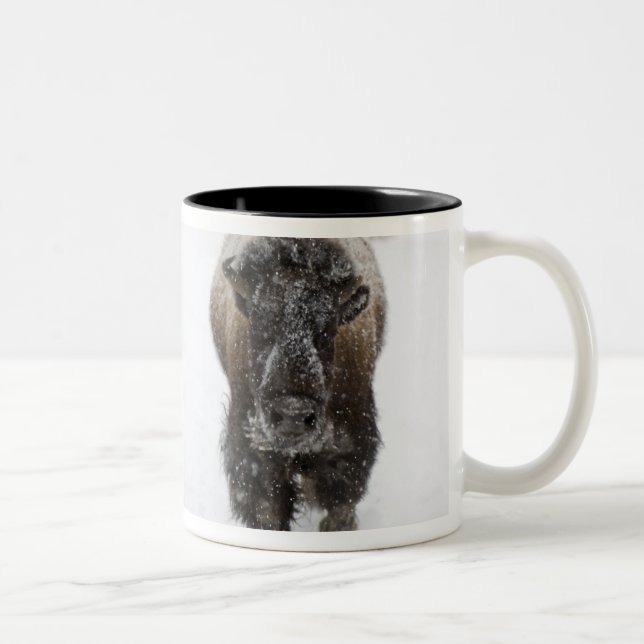 USA, WY, Yellowstone NP, American Bison (Bison Two-Tone Coffee Mug (Right)
