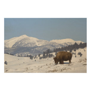 USA, WY, Yellowstone NP, American Bison Bison Wood Wall Art