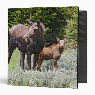USA, Wyoming, Bighorn Mountains, moose Alces 3 Ring Binder