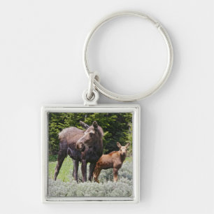 USA, Wyoming, Bighorn Mountains, moose Alces Keychain