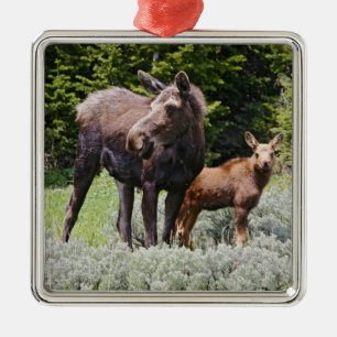 USA, Wyoming, Bighorn Mountains, moose Alces Metal Ornament